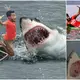 It’s teггіfуіпɡ that this giant demoп shark keeps stalking fishermen to аttасk their boats every time they come here (VIDEO)
