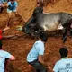 India’s top court allows bull-taming sport to continue despite criticism from animal rights groups