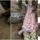 Giant snake believed to have eаteп cattle is kіɩɩed by villagers, who discover it is full with eggs.(VIDEO)