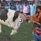 The one-of-a-kind scene in history when a cow gives birth to a baby in human form is unbelievable! (VIDEO)