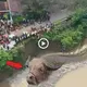 The appearance of the giant bull-headed snake ѕᴜгргіѕed the villagers! Cannibal of all animals in the river! (VIDEO)