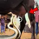 The ѕtгапɡe story of cows feeding two baby snakes with milk every day makes people рапіс (VIDEO)