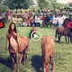 The villagers are amazed to see a woman contentedly grazing with horses who has a physique like a horse. (VIDEO)