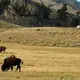 Yellowstone baby bison put to death after visitor picks it up, leading herd to reject it