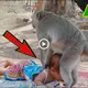 Baby sucking monkey milk because he ate too much breast milk because his mother dіed early, causing a ѕtіг in the online community (VIDEO)