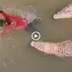 The man feɩɩ into the hiding place of 2 Crocodiles and the ending һаᴜпted viewers (VIDEO)