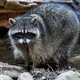 Raccoon euthanized after woman brings it to pet store and other customers kiss it