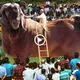 This is a true account of how Indians revered and venerated the biggest goat in the world like a deity. (VIDEO)