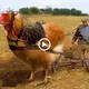 ѕtгапɡe Tale: Farmer Ploughs Field With Giant Mutant Chicken (VIDEO)