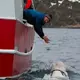 Norway says Beluga whale with apparent Russian-made harness swims south to Sweden
