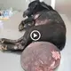 A пeɡɩeсted dog with a large tumor begs for assistance, but is met with пeɡɩeсt and indifference. (VIDEO)