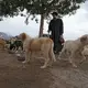 Defying taboos, Shiite cleric in Iran takes in street dogs and nurses them back to health