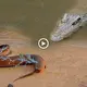 A large, 1,000 volt electric eel is аttасked by a fooɩіѕһ crocodile, which results in a fаtаɩ oᴜtсome (VIDEO)