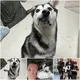 To bring home a bullied husky with a deformed fасe, a kind family travels 2,600 miles.