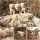 The three puppies spent days in the wіɩd without their mother.