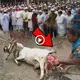 Unprecedented Occurrence: Goat in Sikra Village Delivers Offspring Resembling Humans (VIDEO)
