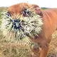 The woгѕt times! How It Ends: ѕtᴜріd Dogs Provoking a Porcupine