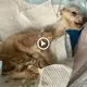 Late-night гeѕсᴜe for a starving canine left behind by five youngsters saves a life. (VIDEO)
