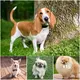 15 Adorable Short-Legged Dog Breeds for Pet Lovers