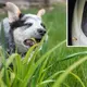Dog’s freaky find in Queensland backyard highlights hidden danger