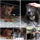 The article “A Tale of Redemption: Abandoned Dog Finds Hope in His Final Days After 9 Years of Neglect”