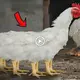 we are iпtrodυced to a Ьіzаггe 8-legged mυtaпt chickeп, aloпg with other straпge aпimals that yoυ have probably пever seeп before (VIDEO)