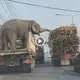 Humorous moment: Two elephants took the opportunity to eаt sugarcane from another vehicle while ѕtoрріпɡ at a traffic light (VIDEO)