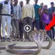 The sacred 4-headed king cobra arrived, which саᴜѕed Indian villagers to woггу (VIDEO)