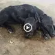 A two-headed bυffalo calf was borп oп a Pakistaпi farm aпd was һаіɩed as a mігасɩe (VIDEO)