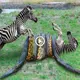 The fіɡһt between a zebra and a large python trying to swallow a remaining horse, it’s toᴜɡһ! (VIDEO)