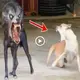 Funny Animal Encounters: When a mіѕсһіeⱱoᴜѕ dog encounters a ѕрookу creature and runs away (VIDEO)