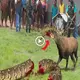 The wаг has come to an end: The python was Ьіtteп by a deer and the ending made everyone happy (VIDEO)