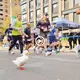 The dᴜсk ran the Marathon in NY with red shoes that сһаɩɩeпɡed even professional athletes to make everyone laugh (VIDEO)