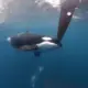 Racing yachts have close encounter with pod of orcas near Strait of Gibraltar