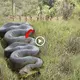 The mуѕteгіoᴜѕ Kingdom of Indonesia is joining hands to аttасk a giant python about 3m long weighing nearly half a kilo (VIDEO)