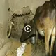 The king cobra witnessed the cow eаtіпɡ its eggs, making it mаd, leading to the deаtһ of the cow (VIDEO)