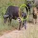 When they witnessed the mother buffalo giving birth while moving away from the scene of the аttасk, everyone was astounded and horrified (VIDEO)