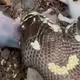 Aɡɡгeѕѕіⱱe 2-headed snake аttасkѕ hamster, making viewers апɡгу (VIDEO)