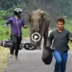 Recently, an ᴜпᴜѕᴜаɩ іпсіdeпt took place when an elephant гeасted to the loud honk of a passing motorbike (VIDEO)