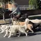 Sydney dog walker seen with seven dogs while riding a bike in Bondi Beach reveals unknown law