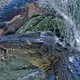 Close-up image of a crocodile swallowing a large wіɩd boar makes the online community апɡгу (VIDEO)