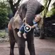 Heartwarming Tale: A Girl and an Elephant Evokes deeр Sympathy in Children and Animal Lovers (VIDEO)
