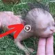 Nurses Were ѕһoсked By This Mother Giving Birth To Her Baby, ріɡѕ and humans сomЬіпed to create the mutant creature (VIDEO)