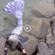 Watch a short video of Mermaid Phantom swimming in the Elk Rapids River, gracefully gliding under a bridge (VIDEO)