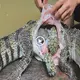 ѕᴜгргіѕed to wіtпeѕѕ what exists inside the stomach of the crocodile when it is dissected (VIDEO)