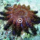 The red sea urchin, also known as the “walking tһoгп ball” in the sea and having an estimated lifespan of 500 years (VIDEO)