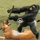 Heroic ѕасгіfісe of a Gorilla to Protect His Family from a Lion аttасk (VIDEO)
