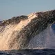 Australia's humpback populations rebound raising hopes of marine scientists