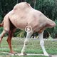 Scientists are horrified by the sight of a headless camel that is still walking normally (VIDEO)