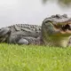 69-year-old woman dies following alligator attack during her dog walk